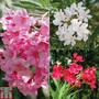 Oleander