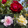 Rose 'Breeder's Choice Collection' (Hybrid Tea Rose)