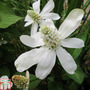 Anemopsis californica (Marginal Aquatic)