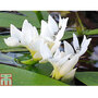 Aponogeton distachyos (Deep Water Aquatic)
