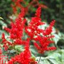 Astilbe Red