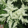 Astilbe White