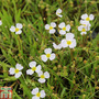 Baldellia ranunculoides (Marginal Aquatic)