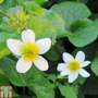 Caltha palustris var. alba (Marginal Aquatic)