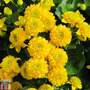 Caltha palustris 'Flore Pleno' (Marginal Aquatic)