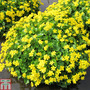 Caltha palustris var. palustris (Marginal Aquatic)