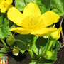 Caltha palustris subsp. polypetala (Marginal Aquatic)