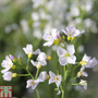 Cardamine pratensis (Marginal Aquatic)