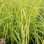 Carex elata 'Aurea' (Marginal Aquatic)