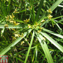 Cyperus alternifolius (Marginal Aquatic)