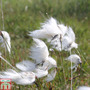 Eriophorum angustifolium (Marginal Aquatic)