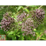 Eupatorium cannabinum (Marginal Aquatic)