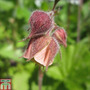 Geum rivale (Marginal Aquatic)