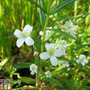 Gratiola officinalis (Marginal Aquatic)