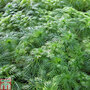 Hottonia palustris (Oxygenating Aquatic)