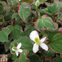 Houttuynia cordata 'Boo-boo' (Marginal Aquatic)