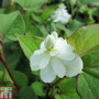 Houttuynia cordata 'Flore Pleno' (Marginal Aquatic)