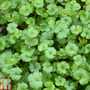 Hydrocotyle novae-zeelandiae (Oxygenating Aquatic)