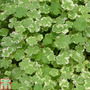 Hydrocotyle sibthorpioides 'Variegata' (Oxygenating Aquatic)