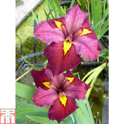 Iris louisiana 'Ann Chowning' (Marginal Aquatic)