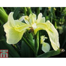 Iris pseudacorus bastardii (Marginal Aquatic)