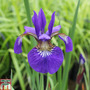 Iris sibirica