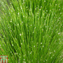 Isolepis cernua (Oxygenating Aquatic)