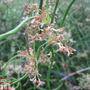 Juncus effusus f. spiralis (Marginal Aquatic)