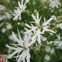 Lychnis flos-cuculi 'White Robin' (Marginal Aquatic)