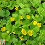 Lysimachia nummularia (Marginal Aquatic)