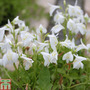 Mazus reptans 'Alba'