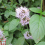 Mentha aquatica (Marginal Aquatic)