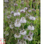 Mentha pulegium (Marginal Aquatic)