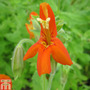 Mimulus cardinalis (Marginal Aquatic)