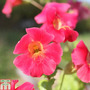 Mimulus cupreus 'Red Emperor' (Marginal Aquatic)