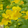 Mimulus guttatus (Marginal Aquatic)