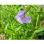 Mimulus ringens (Marginal Aquatic)