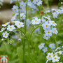 Myosotis scorpioides (Marginal Aquatic)