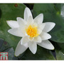 Nymphaea 'Albatross' (Deep Water Aquatic)