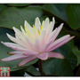 Nymphaea 'Barbara Dobbins' (Deep Water Aquatic)