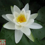 Nymphaea 'Gladstoniana' (Deep Water Aquatic)
