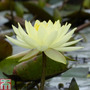 Nymphaea 'Joey Tomocik' (Deep Water Aquatic)