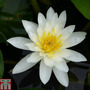 Nymphaea 'Marliacea Albida' (Deep Water Aquatic)