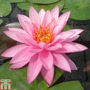 Nymphaea 'Mayla' (Deep Water Aquatic)