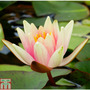 Nymphaea 'Paul Hariot' (Deep Water Aquatic)