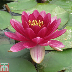Nymphaea 'Perry's Baby Red' (Deep Water Aquatic)