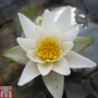 Nymphaea 'Pygmaea Alba' (Deep Water Aquatic)