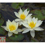 Nymphaea 'Pygmaea Helvola' (Deep Water Aquatic)