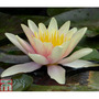 Nymphaea 'Sioux' (Deep Water Aquatic)