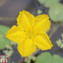 Nymphoides peltata (Deep Water Aquatic)